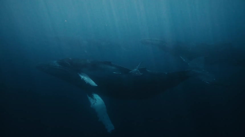 Humpbacks are swimming through deep dark blue water