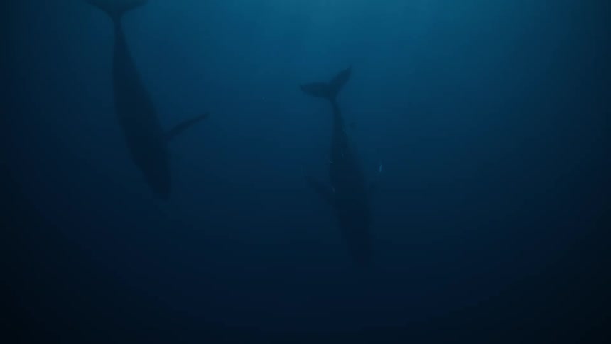 Whales swimming in the depths of the ocean