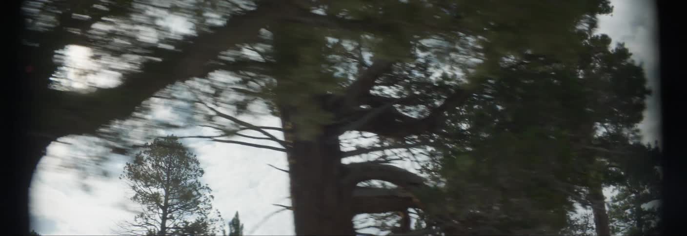 Moving view through a forest on a cloudy day