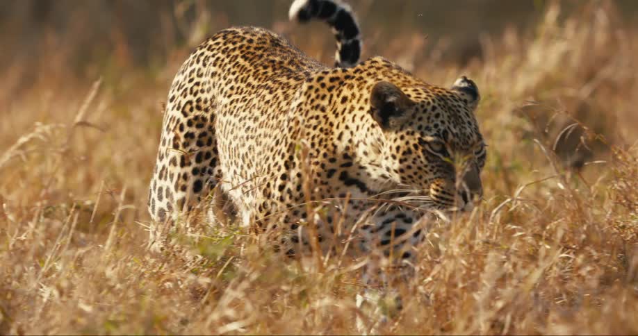 Leopard walking in a field of tall dry grass