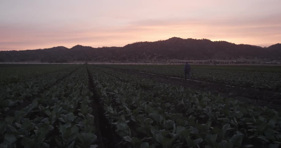 A man walks in the rows of an agricultural field at dusk or dawn