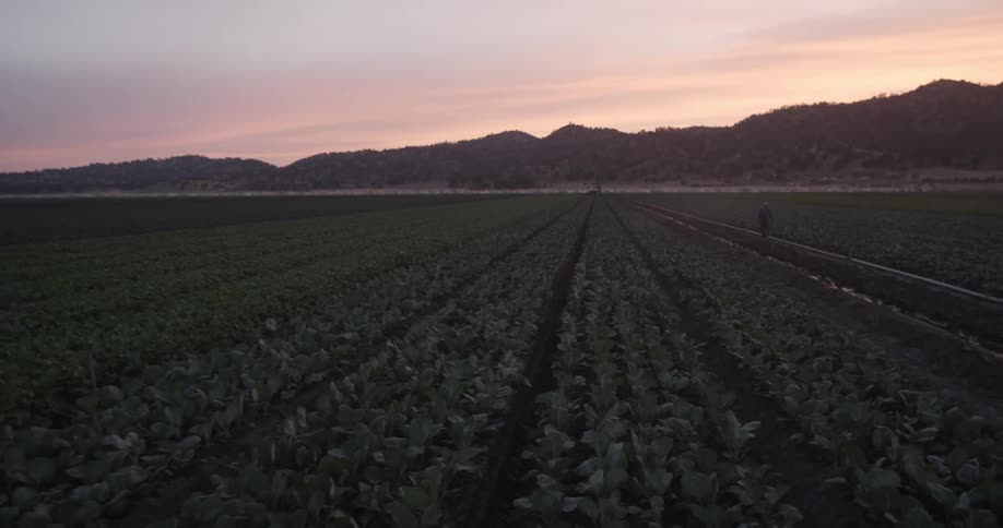 Large farm fields at sunrise