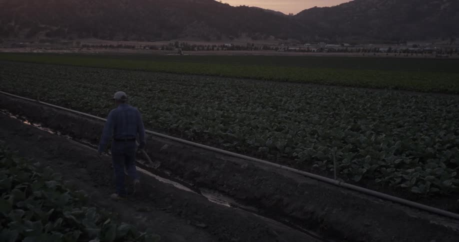 A farmer is walking through his field