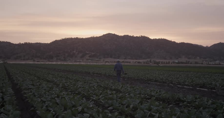 A farmer walks through a crop field