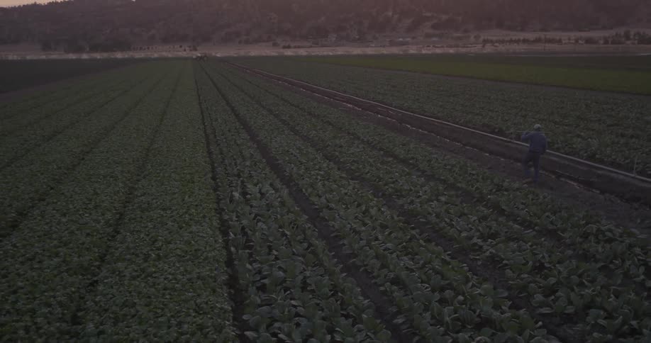 A farmer walks through a crop field