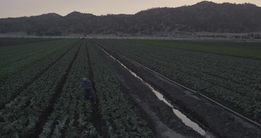 A man picks at plants in vast fields