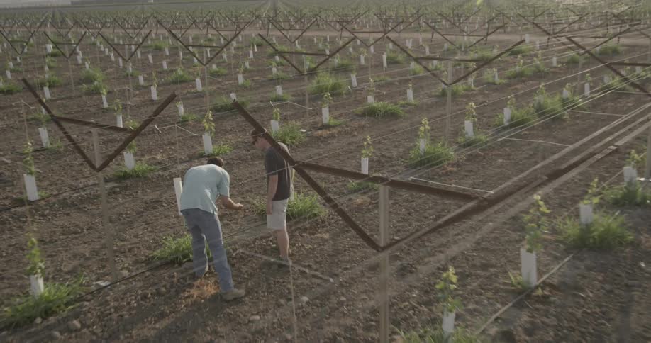 Two men are examining working in a newly planted vineyard