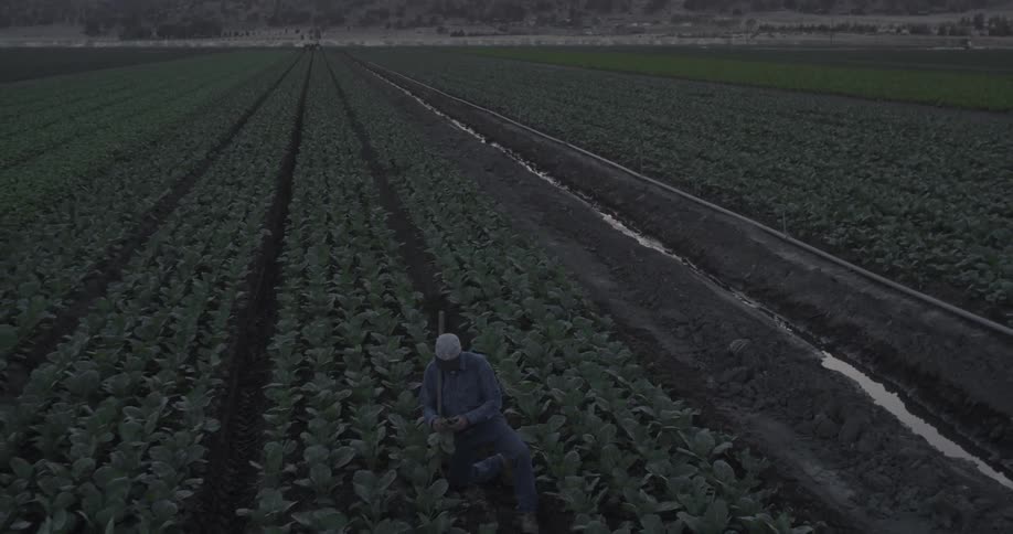 A farmer picks crops in a field