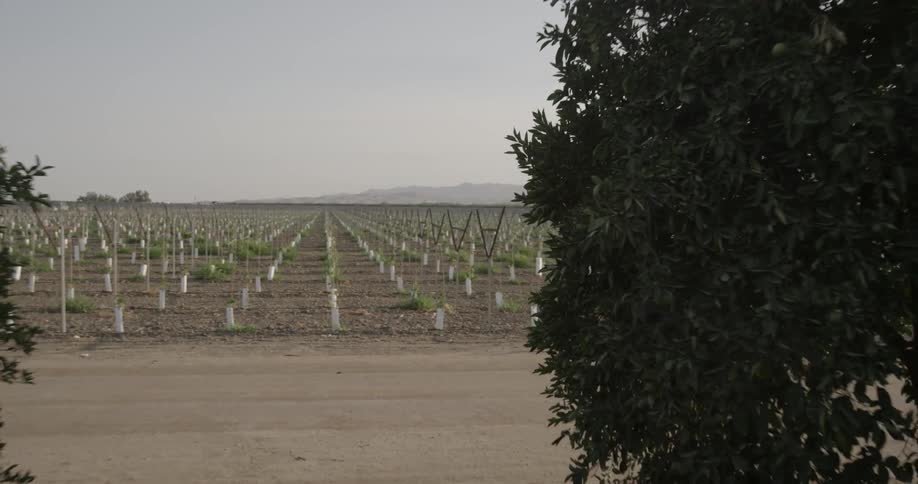 Lines of crops fill the field