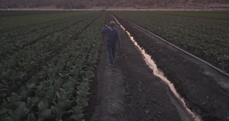 Man carrying a hoe walks through large fields