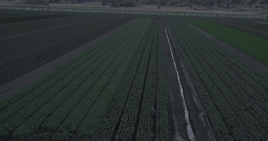 Rows of crops in a field are shown below