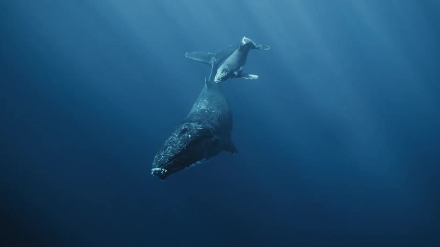 Two whales are swimming deeper into the ocean sea