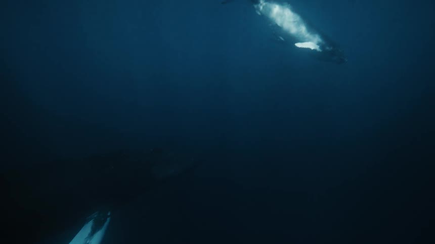 Group of whales are swimming in the ocean together