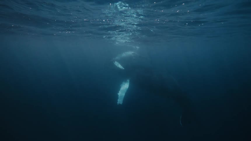 Huge whale swimming near the surface in the ocean