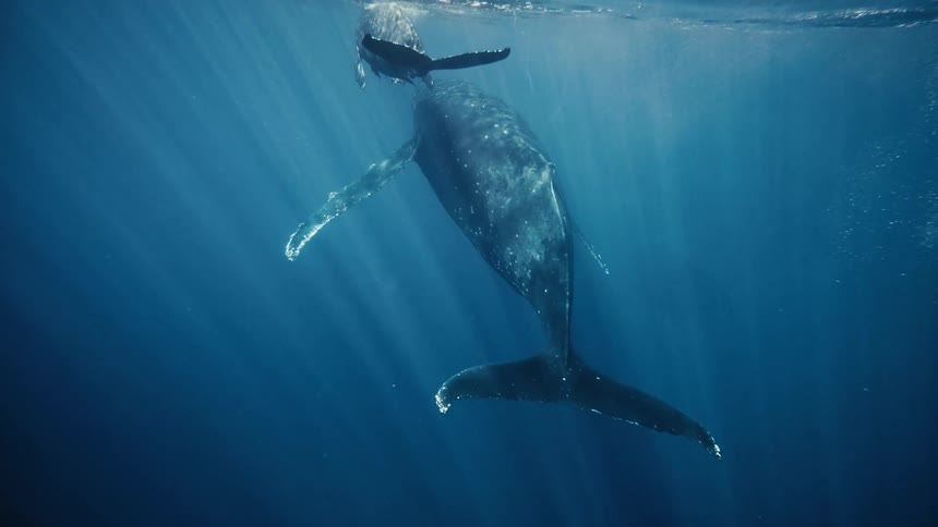 Two whales in the ocean are swimming together
