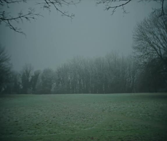 Greenish field of grass surrounded by leafless trees on a foggy day