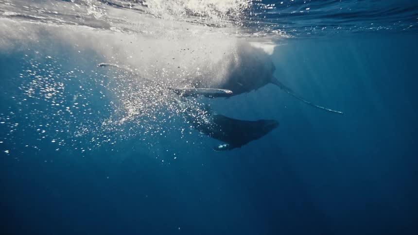Whales swimming in the ocean are going to the surface