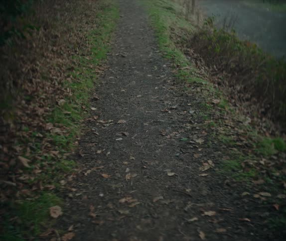 A winding path leads through a quiet autumnal forest