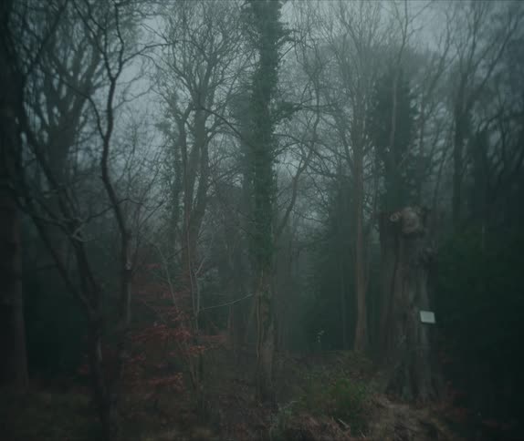 A path disappearing into a dense forest shrouded in a thick swirling fog