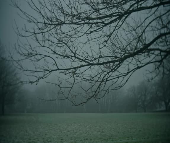 A park with barren trees