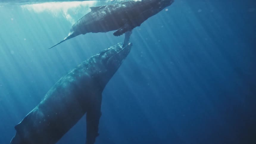 Two humpback whales are seen underwater with shafts of sunlight coming down from the surface as the larger whale nurses its young