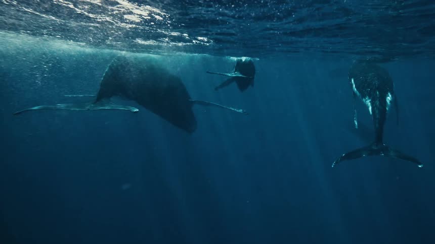 A mother humpback whale swims gracefully through the crystal clear ocean gently carrying her calf