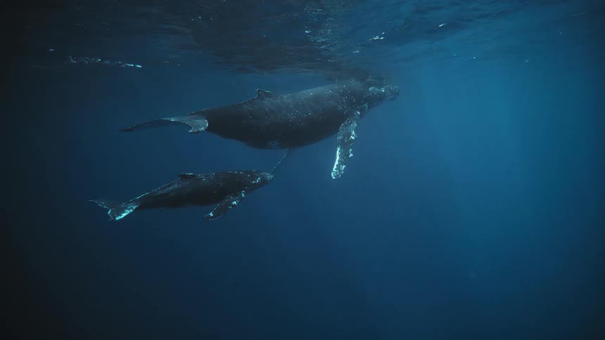 Two whales next to each other are floating in the sea