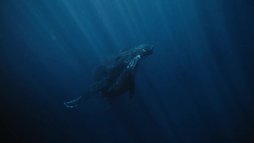 A humpback whale glides through the deep blue ocean its massive form illuminated by a shaft of sunlight alongside its smaller calf