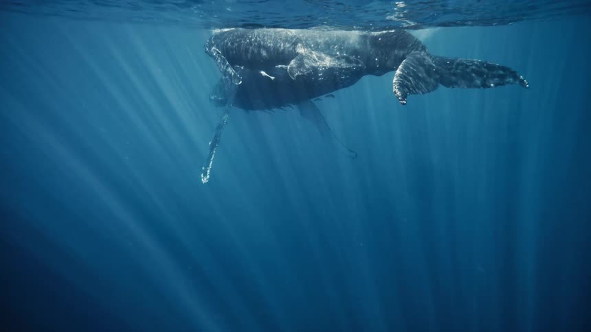 A mother humpback whale swims gracefully through the crystal clear ocean her calf swimming alongside her
