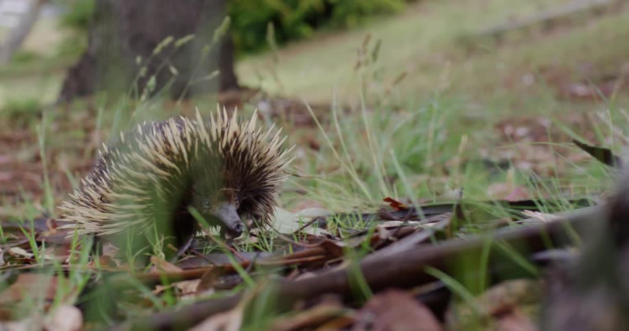 Echidna crawling across the grass near trees