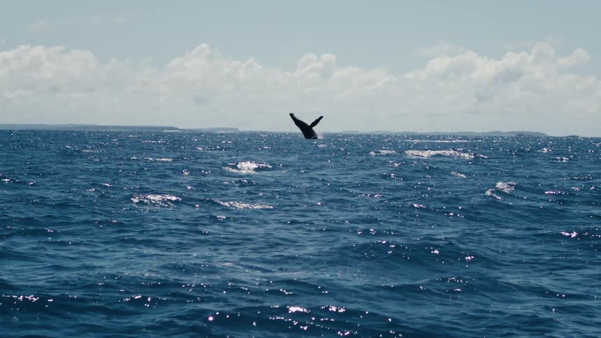 A whale breaches the surface of a choppy blue ocean its body rising vertically before diving back into the water