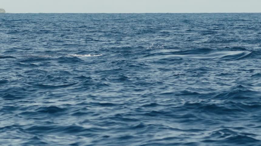 A whale jumps up out of the water