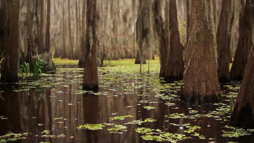 Trees growing up out of swampy water