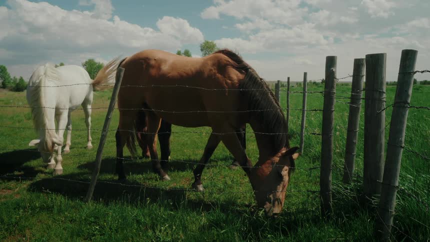 A pair of horses one white and the other chestnut graze peacefully in a lush green pasture bordered by a weathered wooden fence