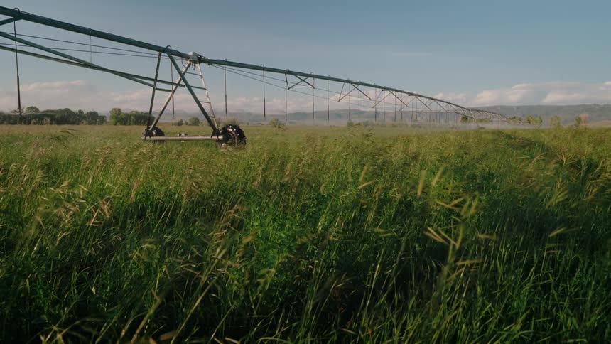 A vast field of tall grass ripples in the breeze with a pivot irrigation system spraying a fine mist