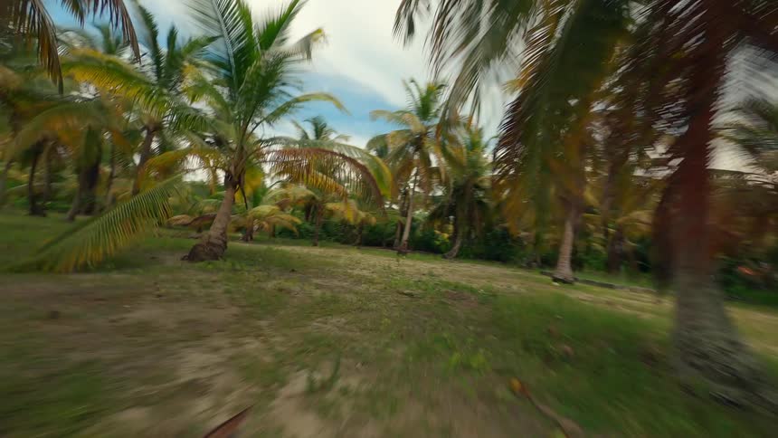 A tropical beach with tall palm trees swaying in the breeze driftwood scattered along the shore and a calm ocean in the distance