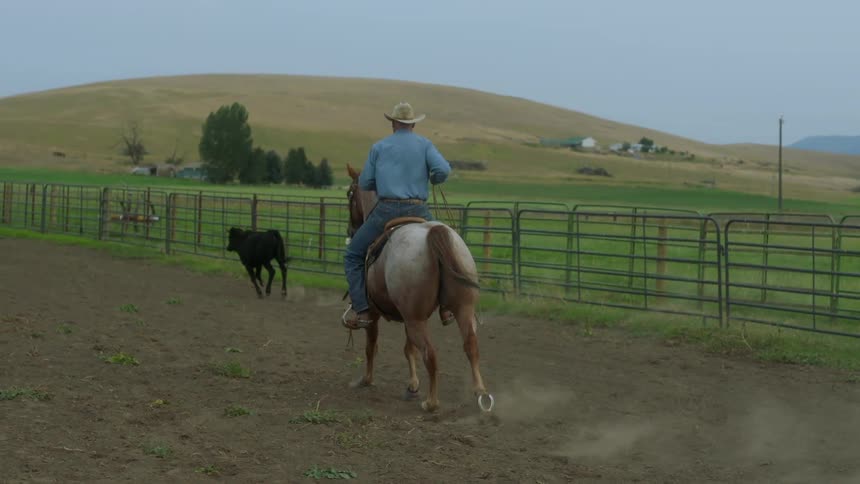 Cowboy on horseback running towards a small black bull
