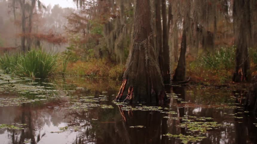 Trees in a shallow river surrounded by tall grass