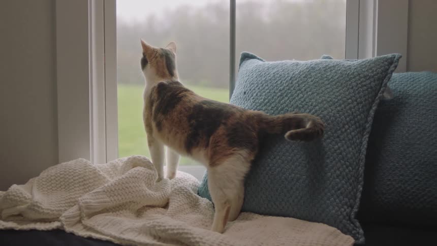 A calico cat stands on a windowsill gazing out at the rainy weather