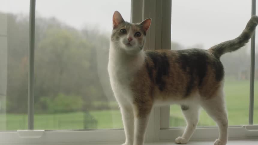 Cat standing next to a window