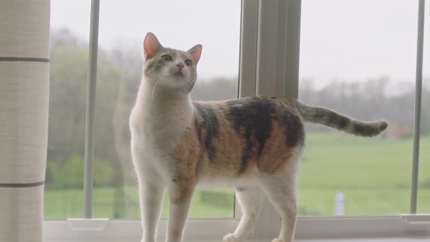 Cat in the window of a house
