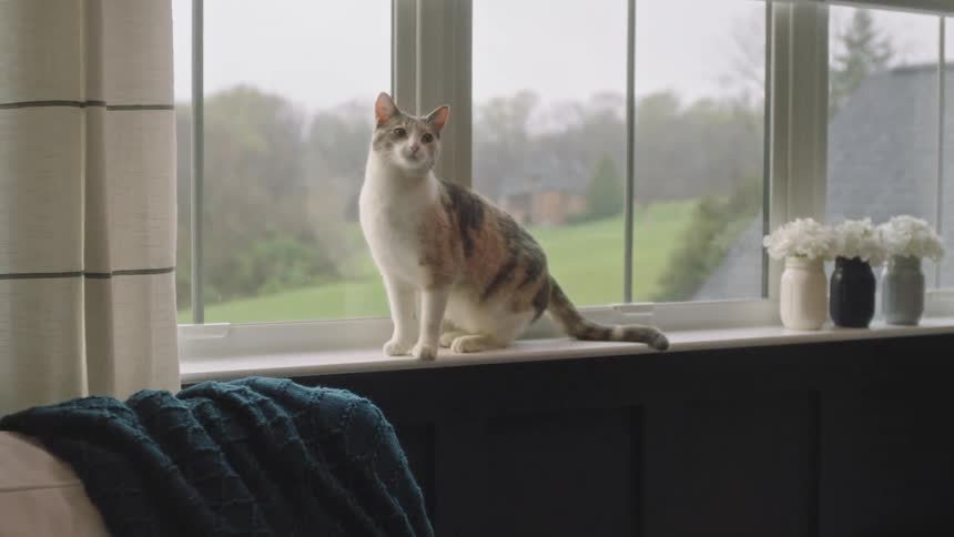 House cat sits on a window ledge and looks around