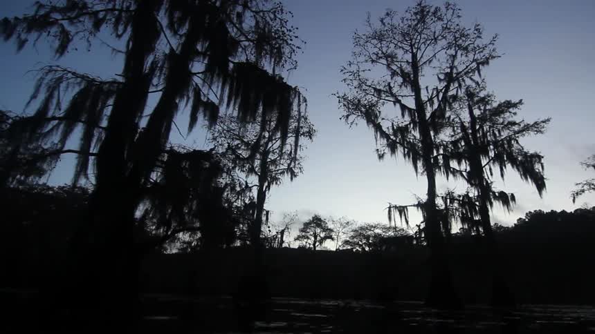 Silhouetted trees stand towering overhead