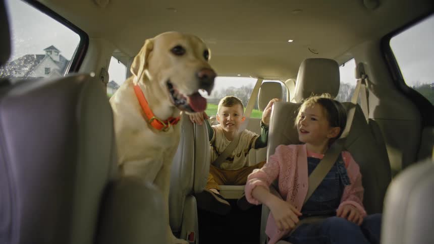 Children seated in a car with seatbelts on play with a labrador sitting beside them on a sunny day
