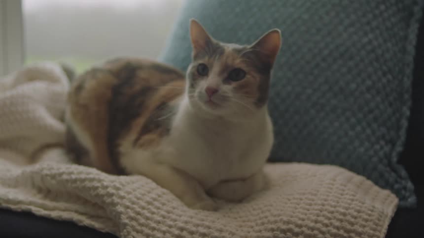 House cat looks around as it sits on a blanket on a chair