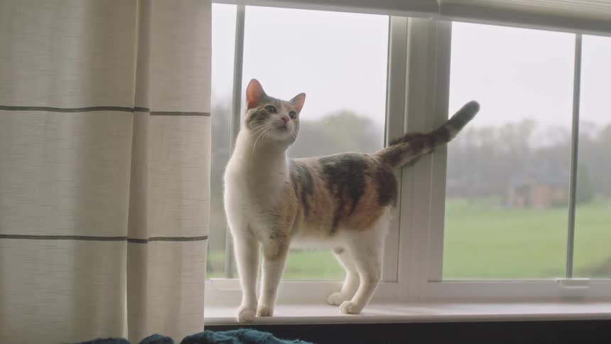 House cat standing on a window ledge looking around
