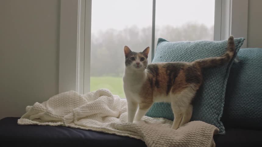 A calico cat stands on a small bed while looking out a window