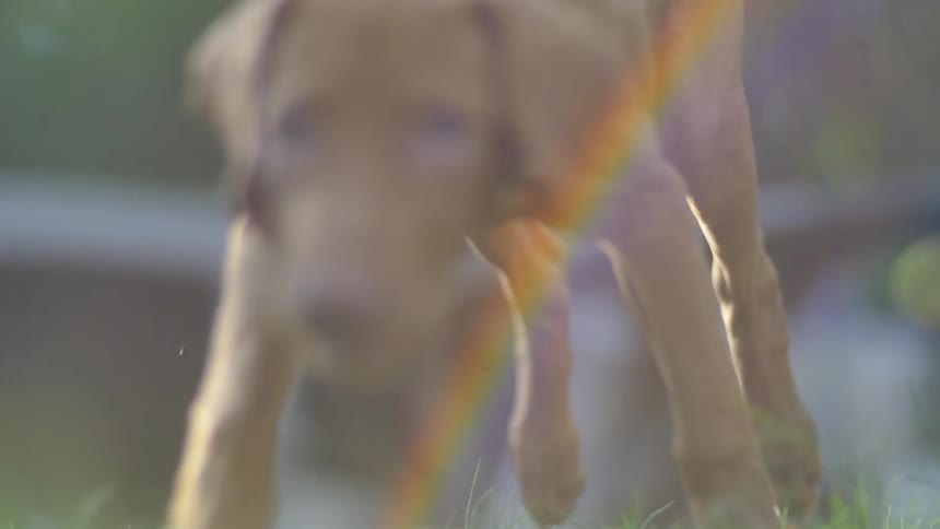 A puppy gets up and runs across some grass