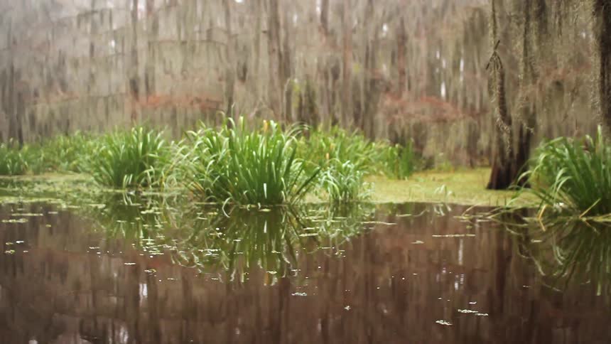A pond surrounded by grass and trees