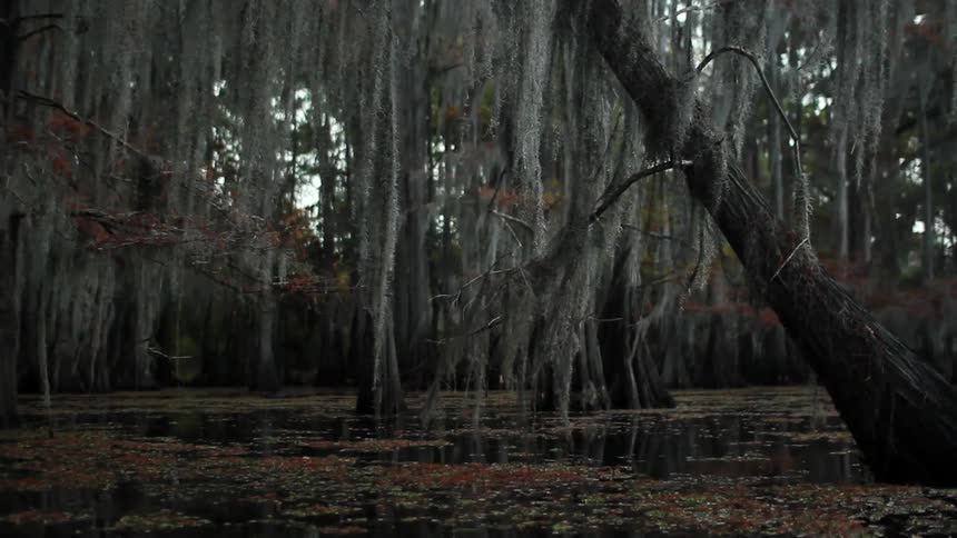 Moss hangs from trees in a swamp